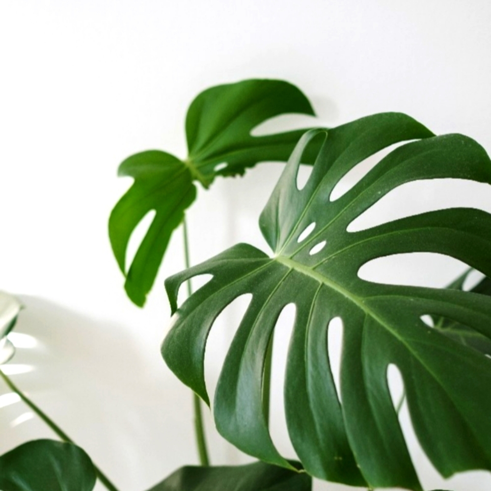 Meet your Posher, Danika